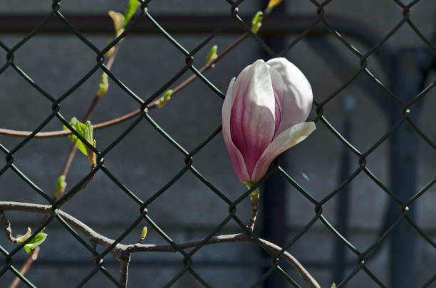木の枝にモクレンの単咲き、繊細な、ピンクと白、春の背景 - magnolia flower single flower white ストックフォトと画像
