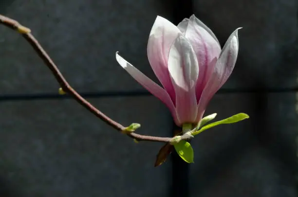 Single bloom of magnolia on a tree branch, delicate, pink and white, spring background, Sofia, Bulgaria