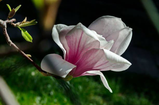 木の枝にモクレンの単咲き、繊細な、ピンクと白、春の背景 - magnolia flower single flower white ストックフォトと画像