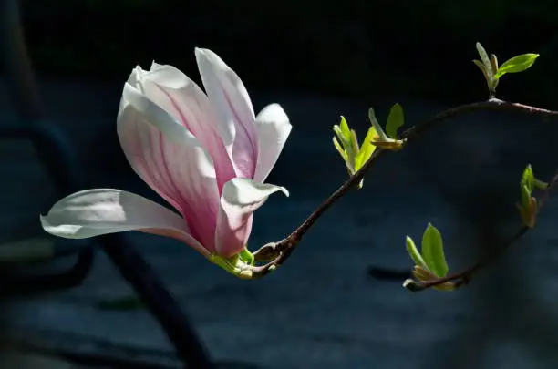 Single bloom of magnolia on a tree branch, delicate, pink and white, spring background, Sofia, Bulgaria