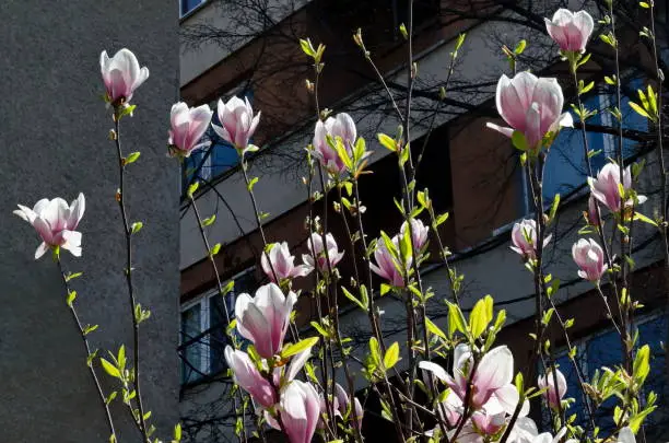 Magnolia flowers on a tree branch, delicate in pink and white spring background, Sofia, Bulgaria