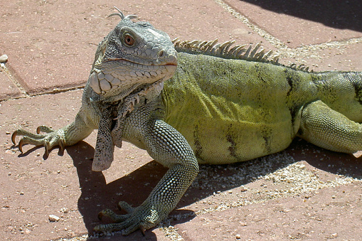 Full body view of an iguana in Plaza de las Iguanas, Guayaquil, Ecuador