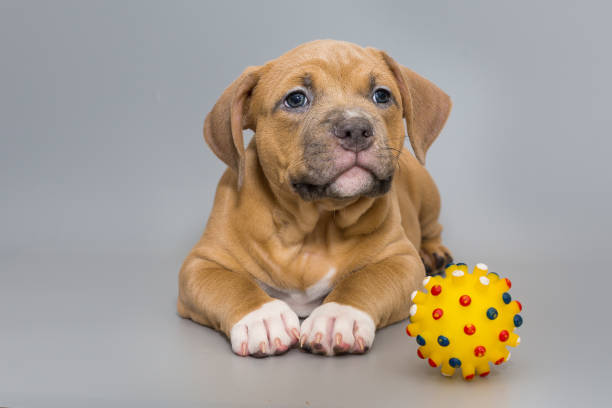 Small American bully puppy and a yellow ball stock photo