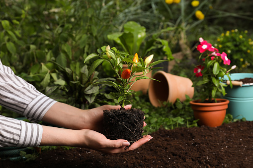 Woman holding pepper plant over soil in garden, closeup