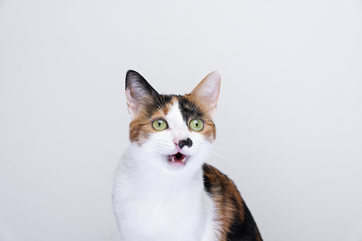 cute cat looking surprised with mouth open on white background