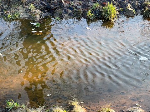 A small flowing stream.