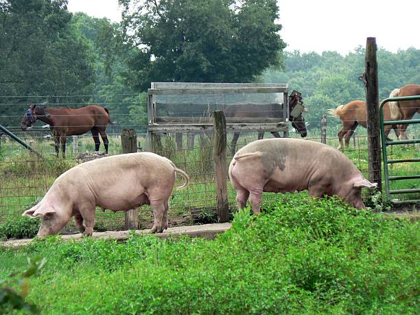 Pigs 1 stock photo
