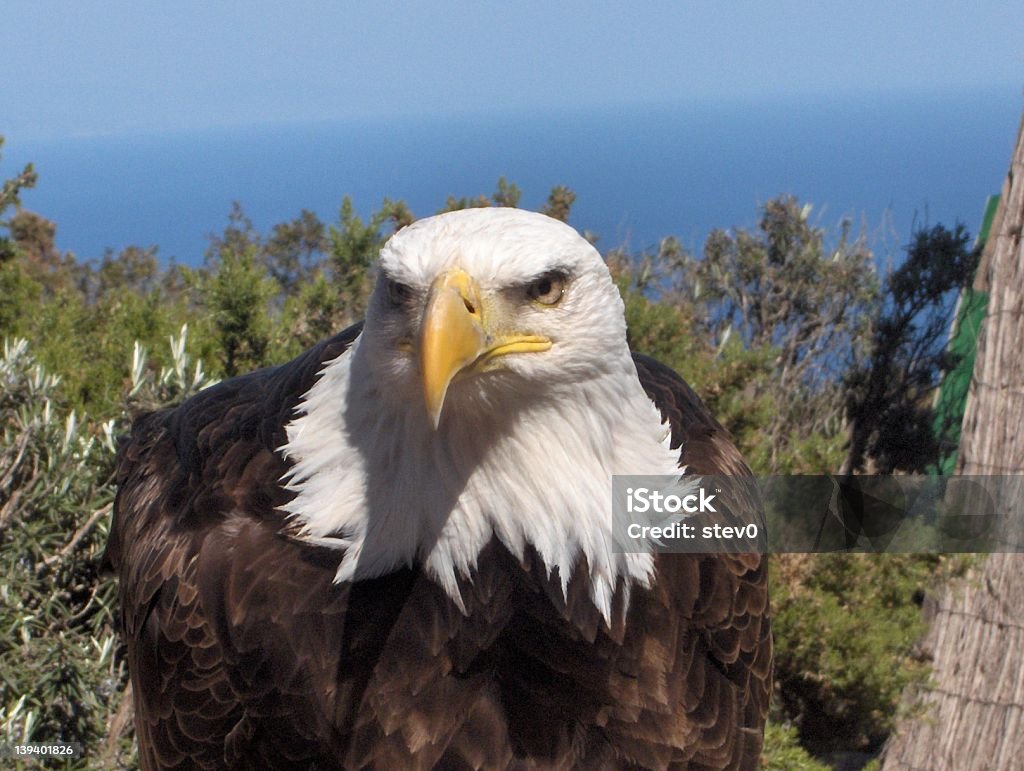 Американский Белоголовый орлан - Стоковые фото Белоголовый орлан роялти-фри