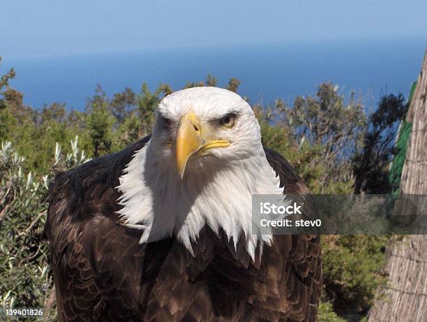 Американский Белоголовый Орлан — стоковые фотографии и другие картинки Белоголовый орлан - Белоголовый орлан, Вымирающие виды, Гора