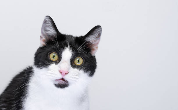 istock tuxedo cat looking at camera surprised or shocked 1394018432