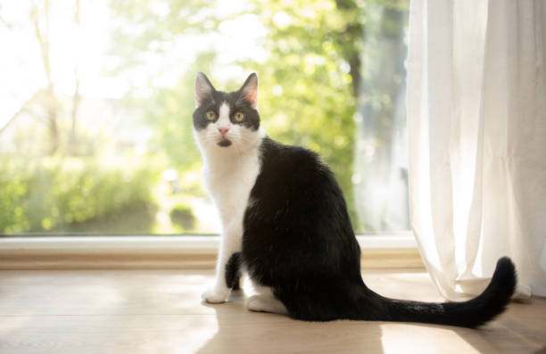 cat sitting on floor in front of window cat sitting on floor in front of window looking at camera tuxedo cat stock pictures, royalty-free photos & images