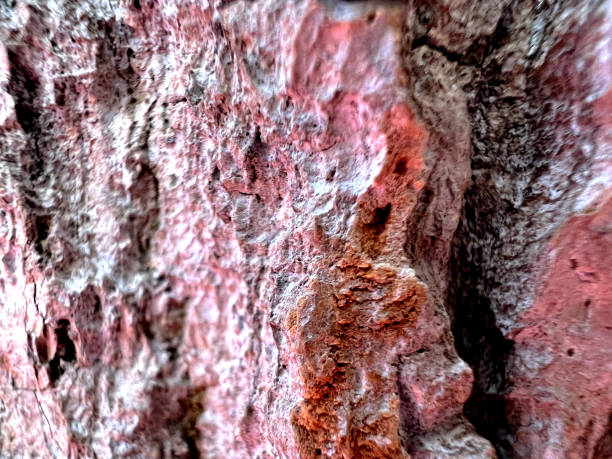 Close-up of a coarse tree bark with gaps.