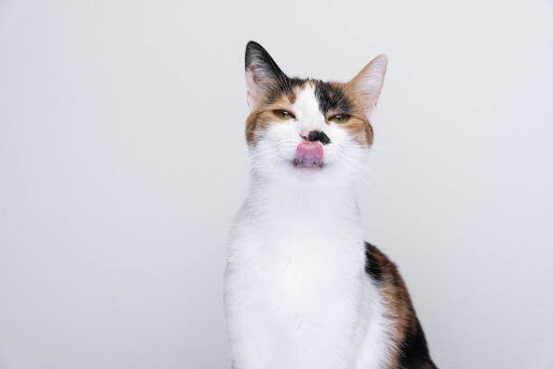 Portrait of hungry cat licking lips on white background Portrait of hungry cat licking lips on white background with copy space tortoiseshell cat stock pictures, royalty-free photos & images