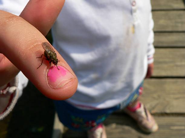 Fly on Finger stock photo