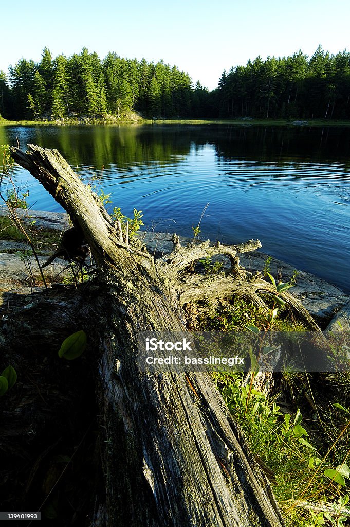 See Wellen - Lizenzfrei Baum Stock-Foto