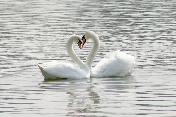 loving swans