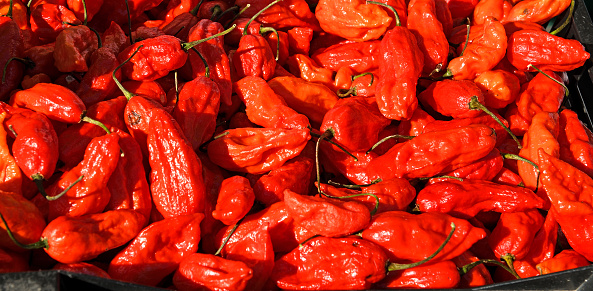 Bhut Jalokia - Worlds Hottest Pepper. Also known as ghost pepper, ghost chili, U-morok, red naga, naga jolokia and ghost jolokia