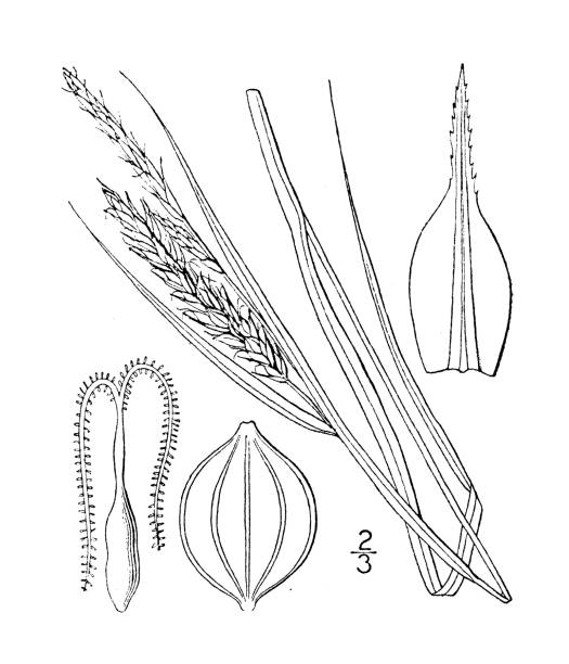 ilustrações, clipart, desenhos animados e ícones de ilustração antiga da planta botânica: carex cuspidata, cuspidate sedge - cuspidate
