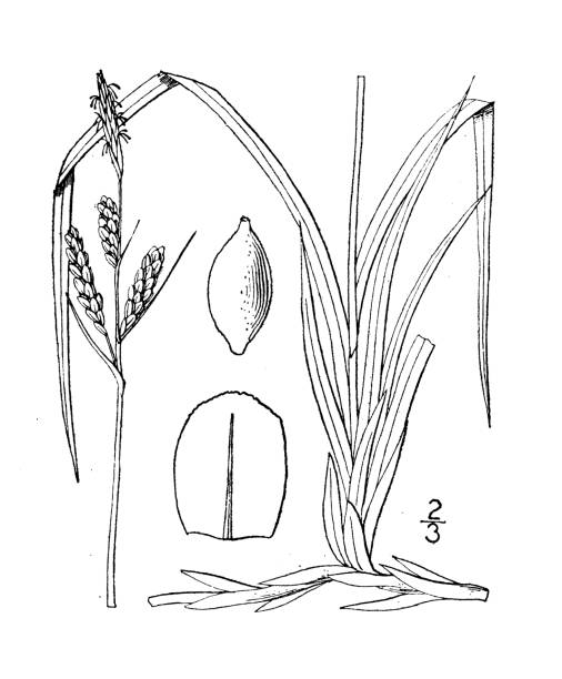 antike botanische pflanzenillustration: carex bigelovii, bigelows segge - bigelow stock-grafiken, -clipart, -cartoons und -symbole