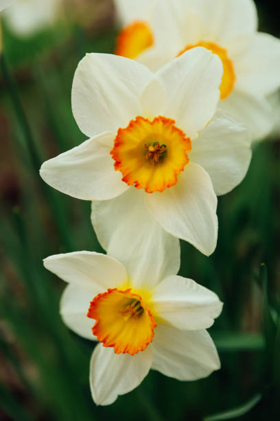 istock White and yellow daffodil flowers 1394020530
