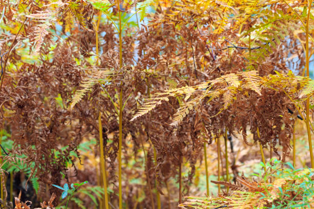 istock Dry fern 1394021617