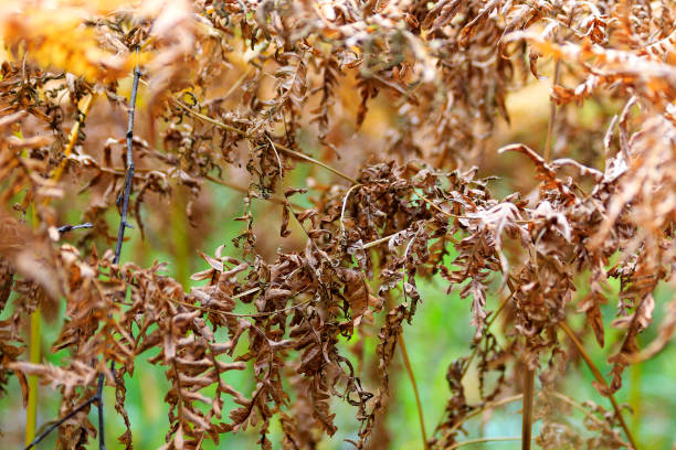 Dry fern