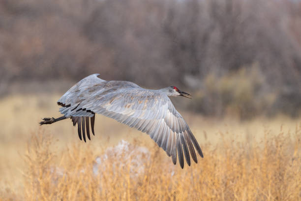 istock Sandhill crane in flight just above ground level 1394023470