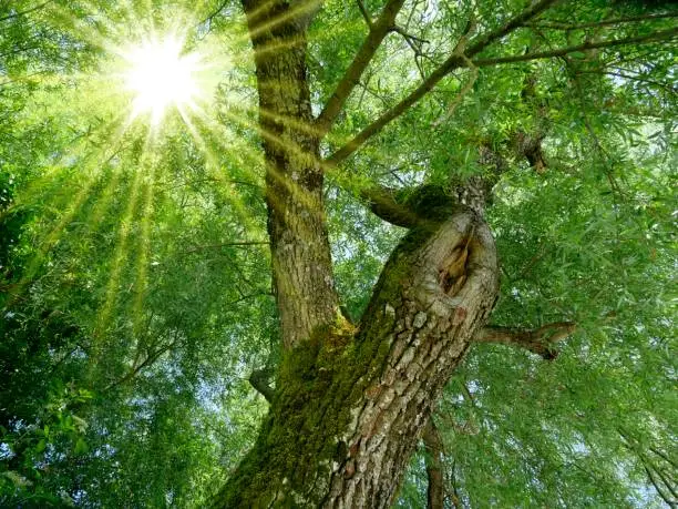 Sun rays shine through foliage of a gnarled deciduous tree