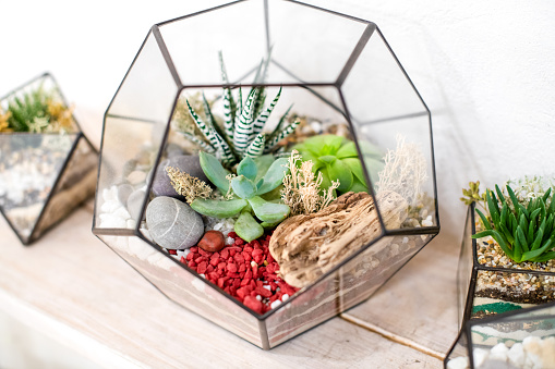 Glass florarium for green fresh mini succulent plants on a wooden background with multicolored sand inside. The concept of home gardening. Cozy decor for a home with a home jungle