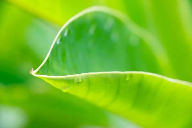 istock Closeup in a green leaf 1394024704