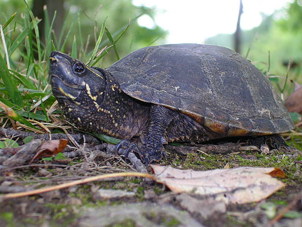 istock Turtle at Lake 139402497