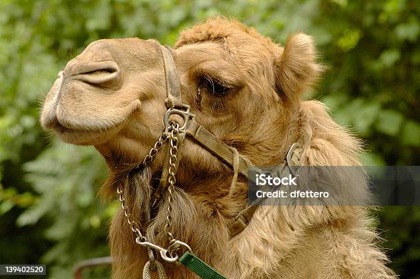 Foto de Camelo e mais fotos de stock de Animal - Animal, Areia, Camelo - Camelídeos