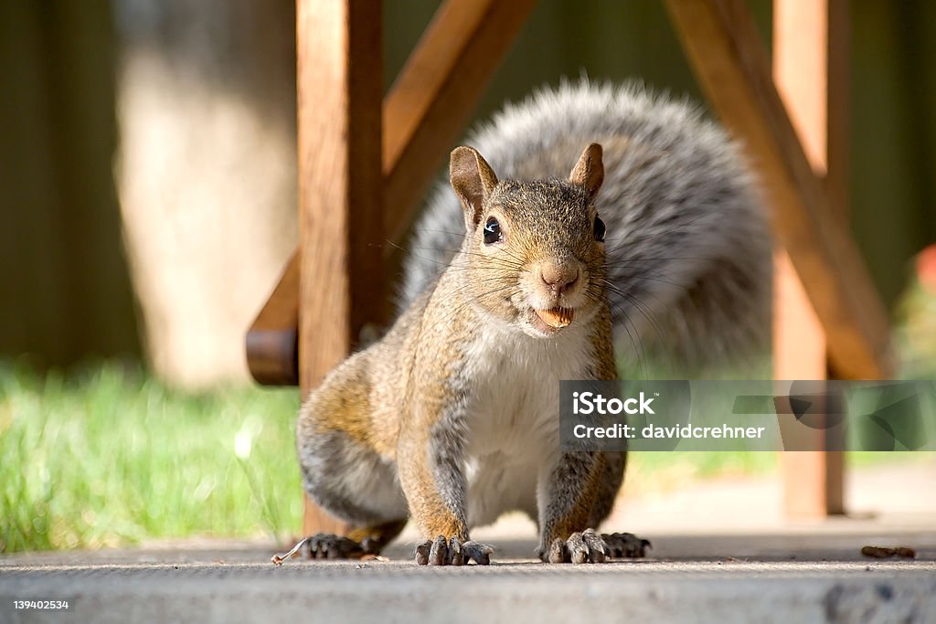Closeup of gray squirrel with nut Closeup front-on shot of a gray squirrel with an almond in his mouth. Almond Stock Photo