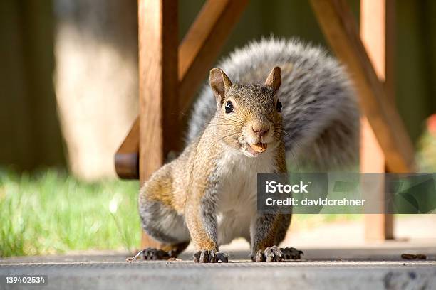 Closeup Of Gray Squirrel With Nut Stock Photo - Download Image Now - Almond, Animal, Animal Wildlife