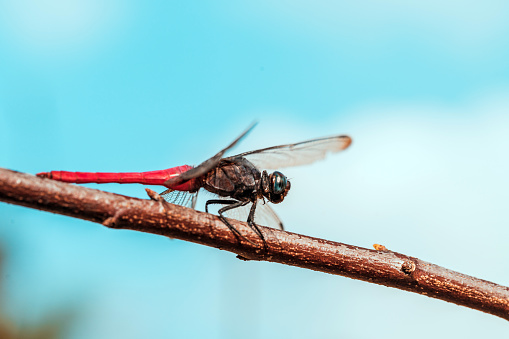 Red dragonfly on a stem