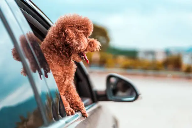 Photo of Poodle traveling in a car