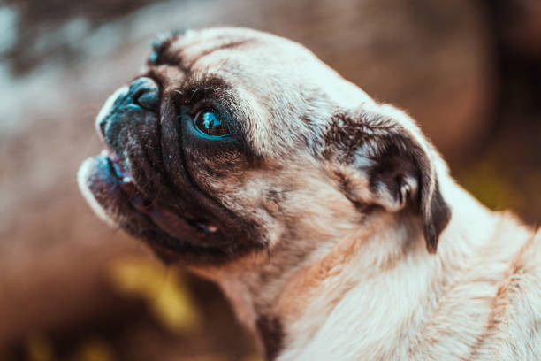 Pug Puppy Dog