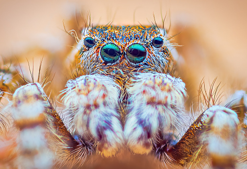 Spider portrait, male jumping spider portrait - Yllenus arenarius, it's a jumping spider living on the sand