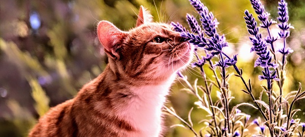 Outdoor photo of Cat smelling Lavender in the sun!