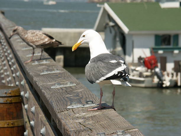Seagull 3 stock photo