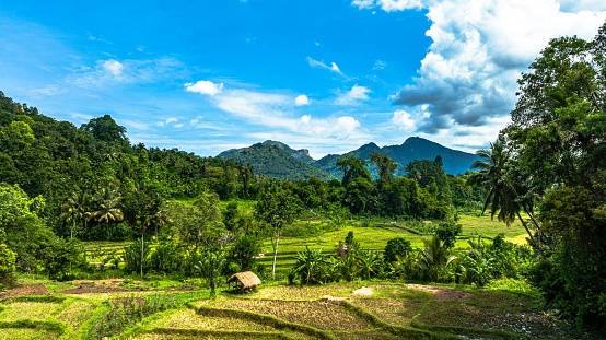Rice fields near Kandy, Sri Lanka