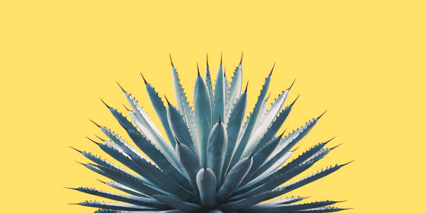 Black-Spined Agave Plant in Blue Tone Color Isolated on Yellow Background Black-Spined Agave Plant in Blue Tone Color Isolated on Yellow Background spined stock pictures, royalty-free photos & images