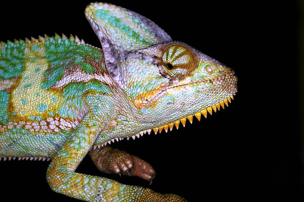 istock reptiles - chameleon 139402858