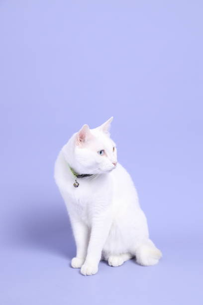 istock Cat in Purple 1394029033