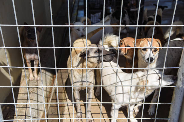istock Many stray dogs 1394029122