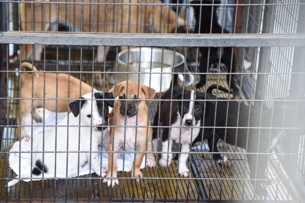istock Stray puppy 1394029123