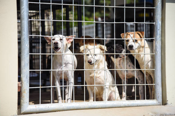 istock Stray dogs 1394029145