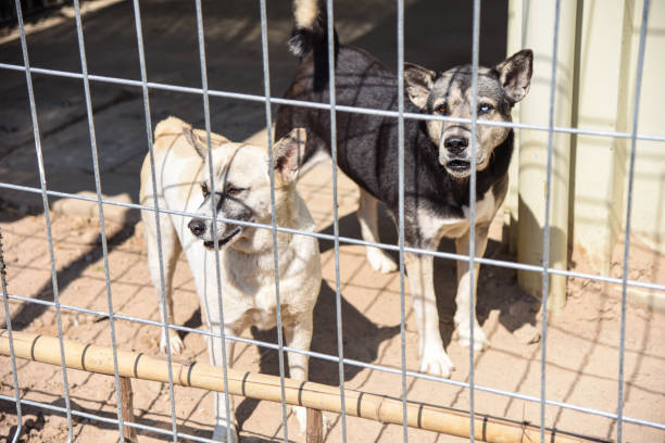 istock Two stray dogs 1394029156