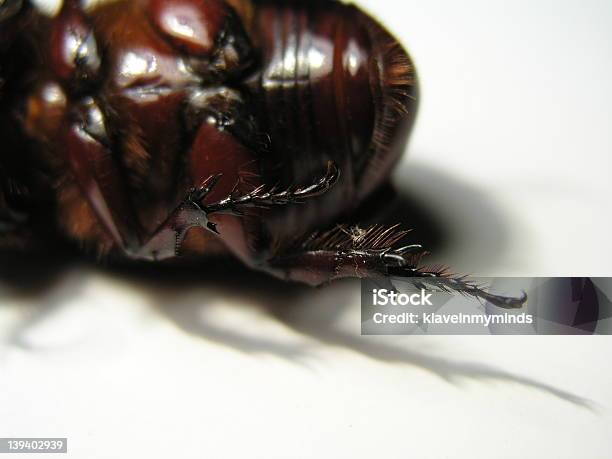 Foto de Dead Barata 2 e mais fotos de stock de Animal - Animal, Aspiração, Banho Russo