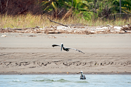 An amazing variety of tropical birdlife and tropical wildlife and animals can be found along the banks of the Tarcoles River that feeds into the Pacific Ocean on the west coast of Costa Rica